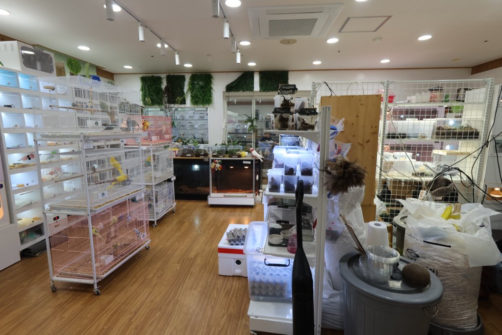 팬크레에서 분양받은 크레스티드 게코와의 일상