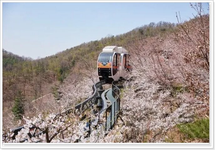화담숲 봄 벚꽃과 수선화가 핀 상부 지역의 전망