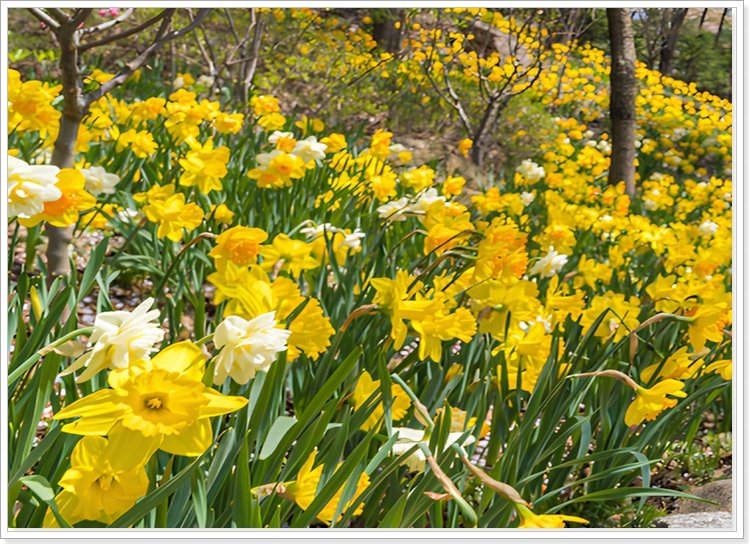 화담숲 수련원의 완만한 산책로와 물 위의 식물들