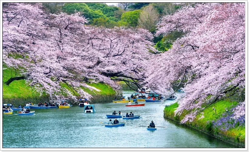 황궁 해자 위 핑크빛 벚꽃 터널 야경