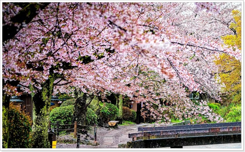 벚꽃 잎이 떨어진 교토 철학의 길 운하