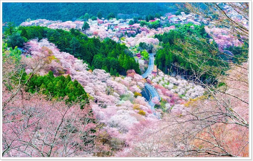 요시노산에서 내려다본 핑크빛 산맥 풍경